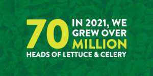 In 2021 we grew over 70 million heads of lettuce & celery